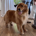 jeremy-and-luisa-wedding-dog-portrait Beloved wedding dog posing during Jeremy and Luisa’s special day.
